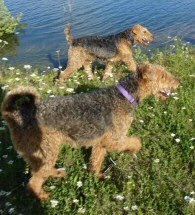 Two Airedales