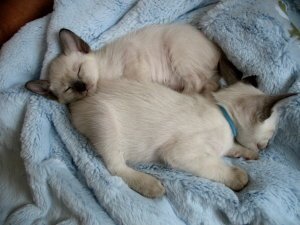 Nuki and PJ fast asleep