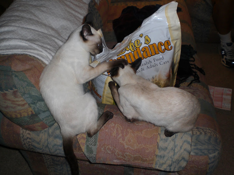 Cosmo and Orion