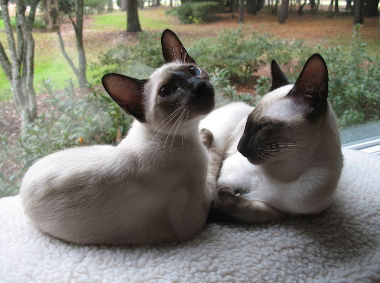 Nuki & P.J. ~ thanks for the pictures, Nancy & Peter