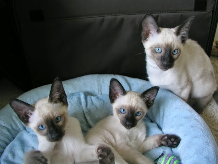 Carolina Blues Cattery Siamese Kittens for Sale Siamese Kittens for