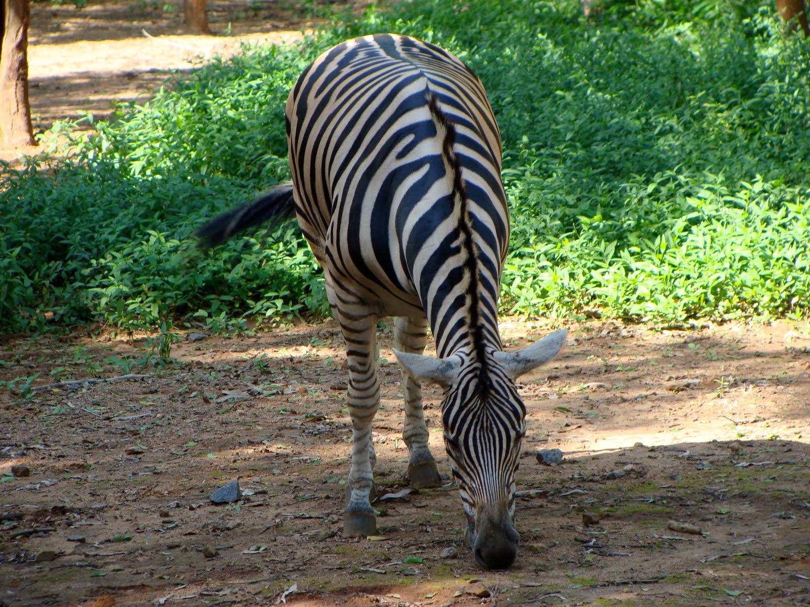 Wayne Lepine Arignar Anna Zoological Park