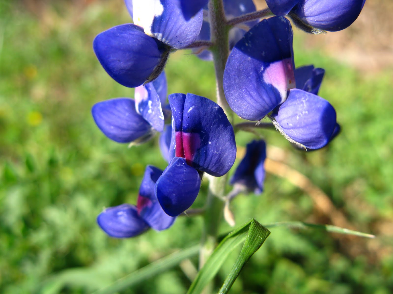 biologie. Tell Bees Which Flower To Pollinate Nature In