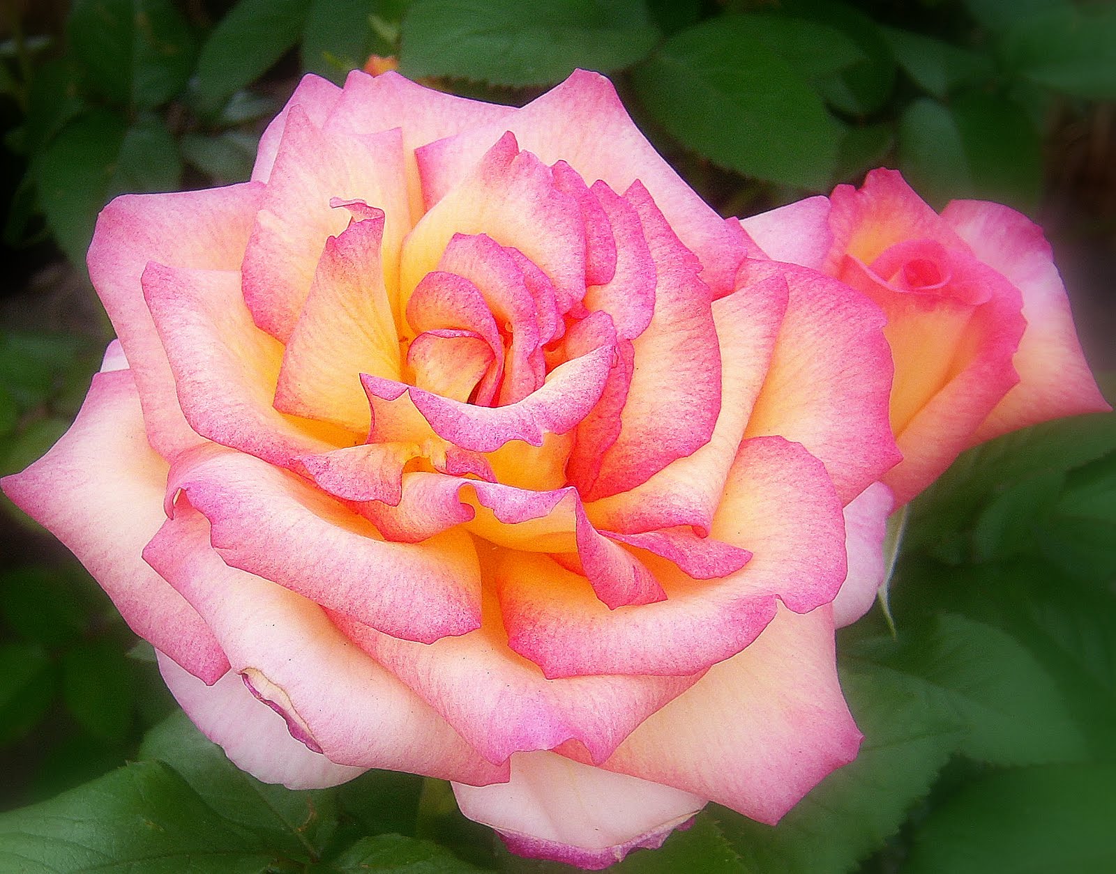 Mountain Mermaid: For the love of Roses plus a GIVEAWAY Pink Saturday