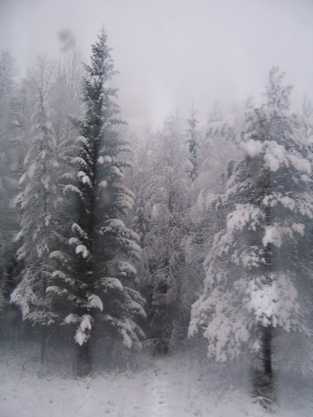 [cold+evergreens]