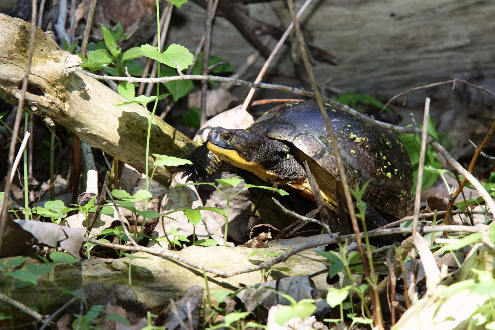 Birds from Behind : Speaking of Warbly things...