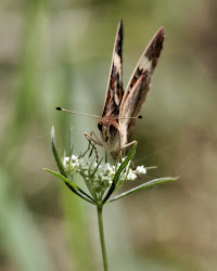 buckeye common butterfly eye head birds behind hate giving crazy