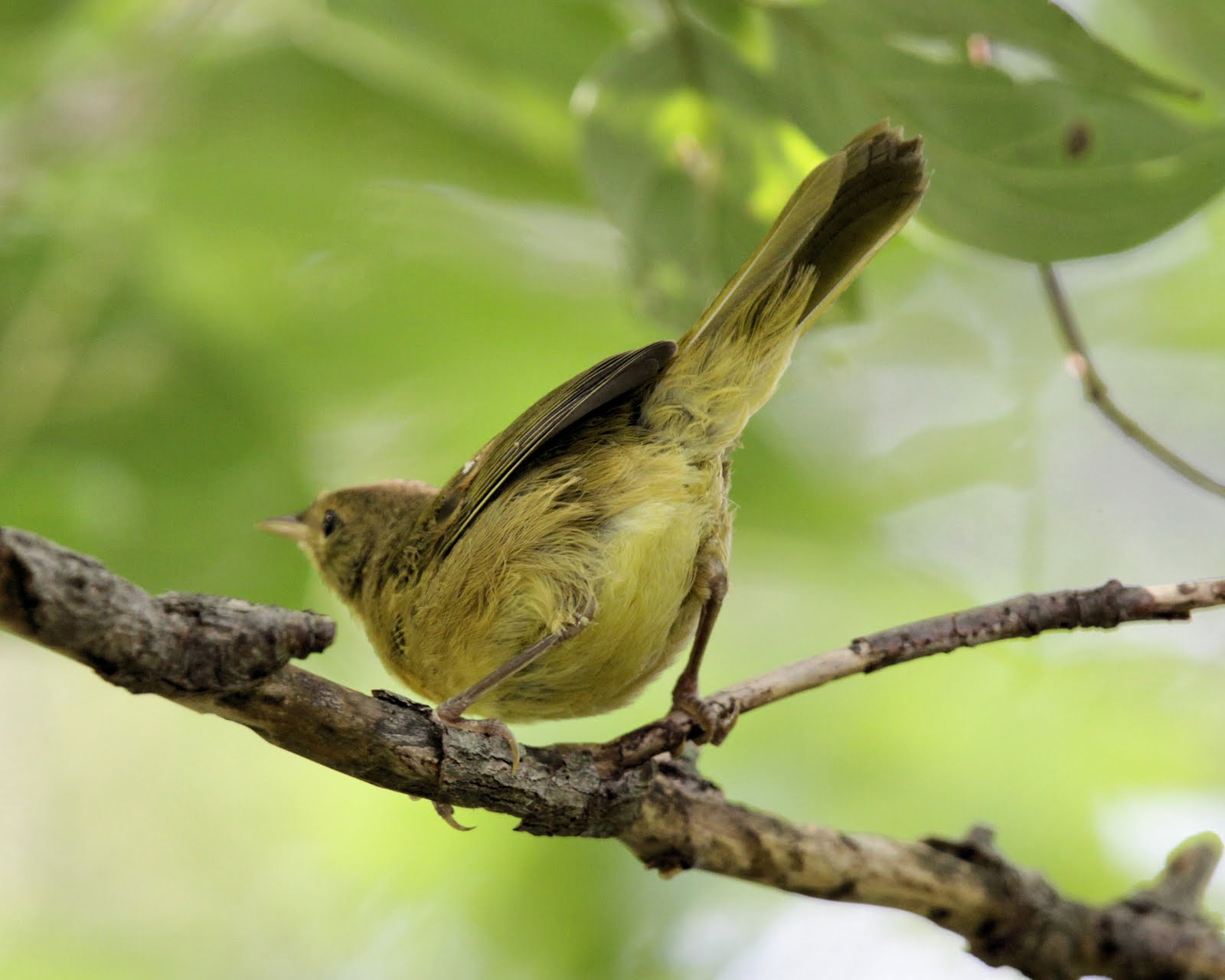 birds-from-behind-03-october-2010
