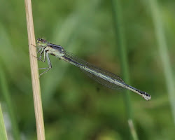 snow species damselfly birds behind sure female