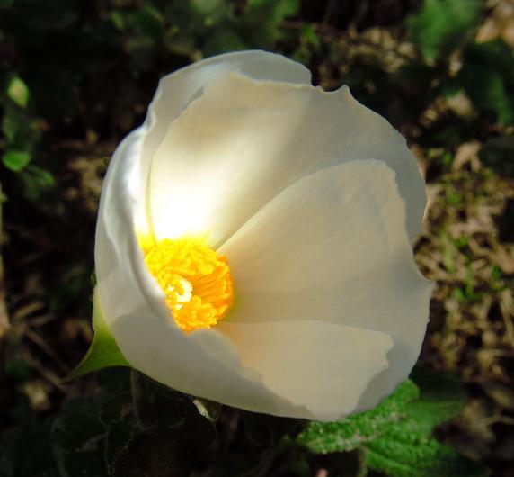 Plantas y Flores: Flor abriéndose