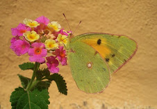 haz clic para ver fotos de mariposas en Cabriñana