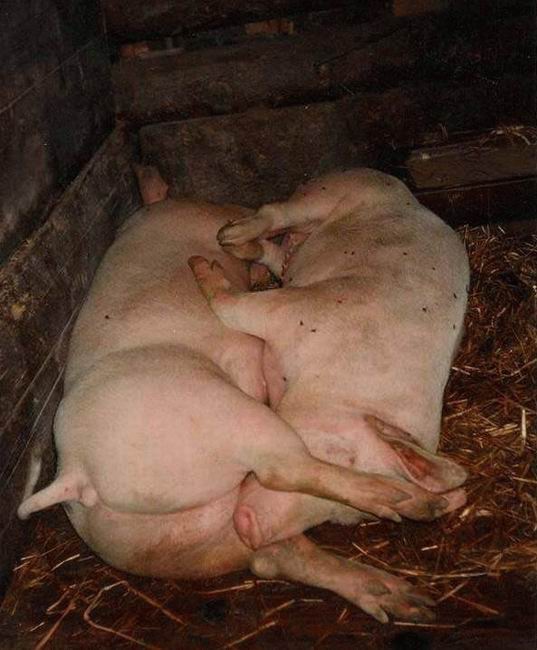 [porcosvfolgado.jpg]