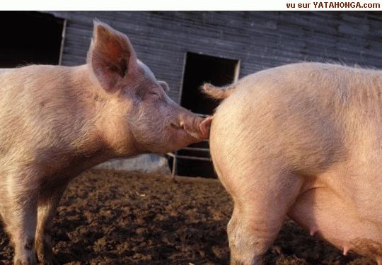 [porcos3.jpg]