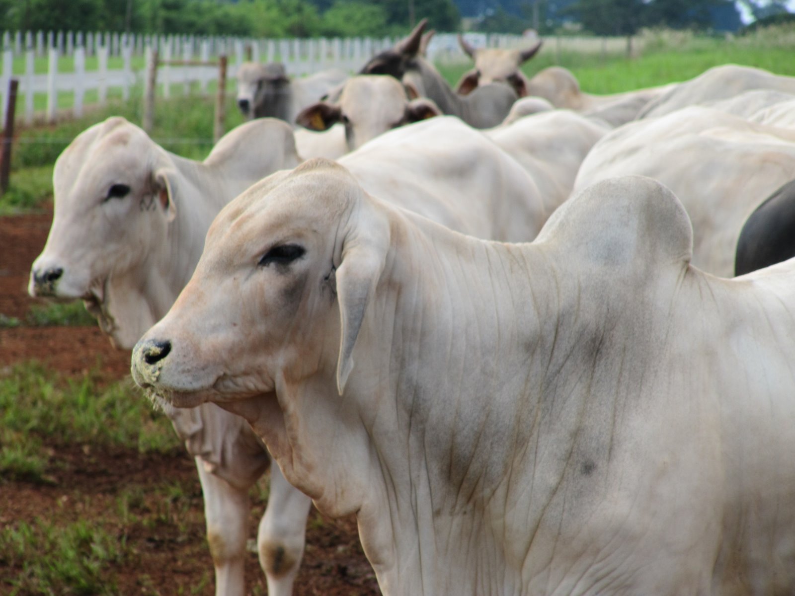 Planes Grains & Animals: Indian Zebu