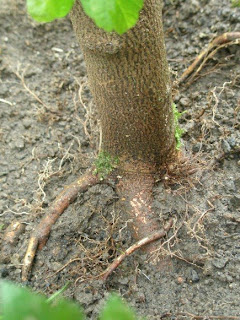 BONSAI AMATEUR: EVOLUCION DE 3 AÑOS DE ARCE CAMPESTRE