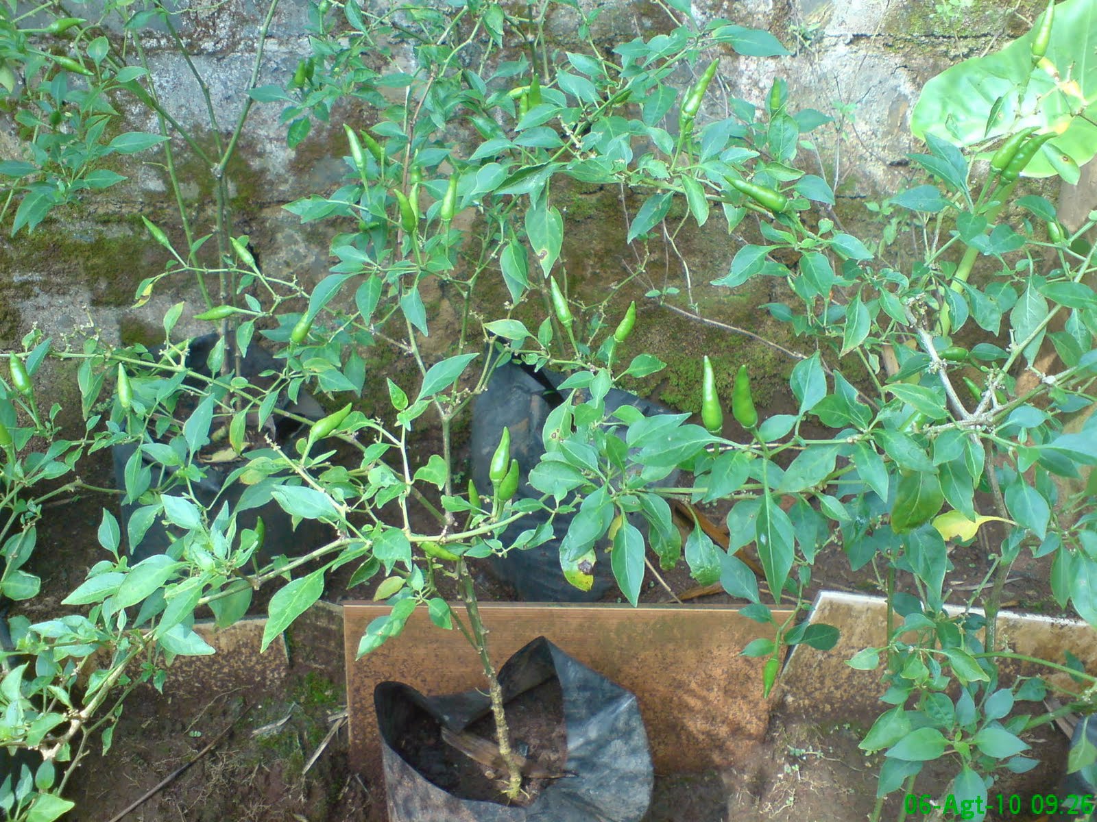 Icon Agry: Seri Pertanian Kota : "Bertanam Cabe di Lahan Sempit”