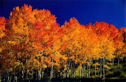 Aspen Treees