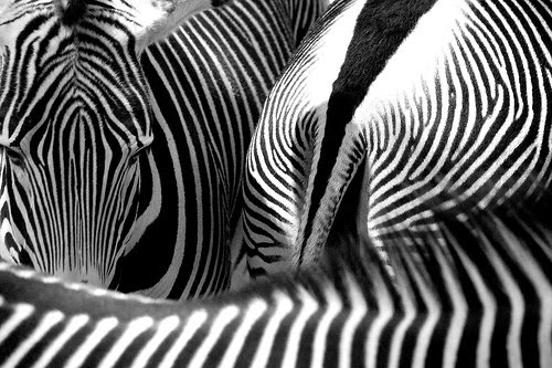 Zoo Jobs: Seasonal Zoo Keeper - Flamingo Land Zoo