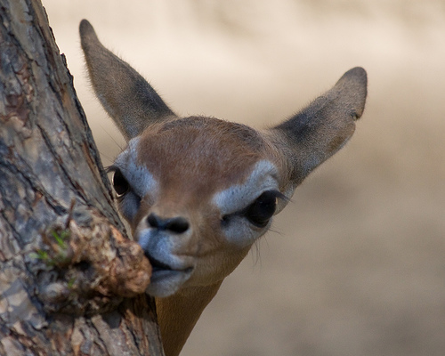 zoo+biology,+zoo,+zoo+conservation,+zoo+research,+wildlife,.jpg