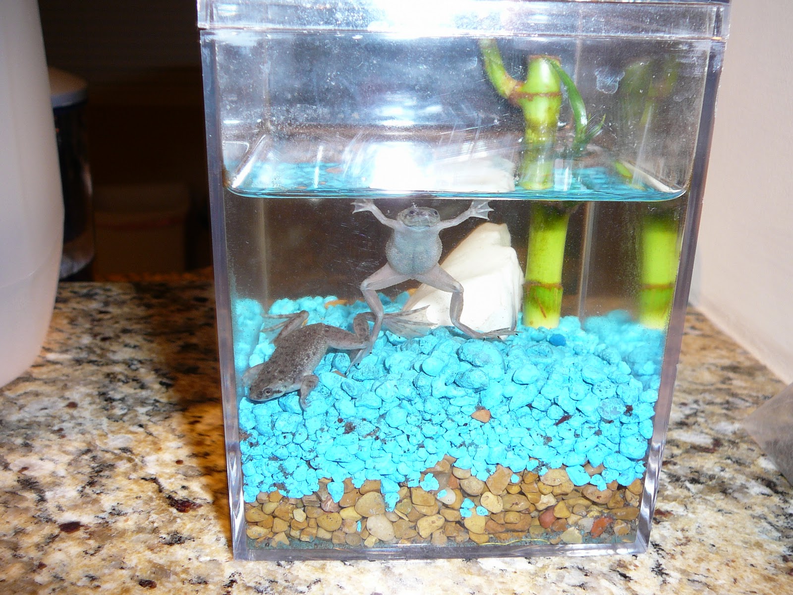 FrogLines my African Dwarf Frogs African Dwarf Frogs 2010