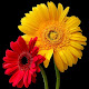 My photo