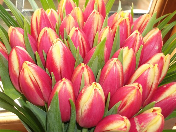 [tulip_bouquet.jpg]