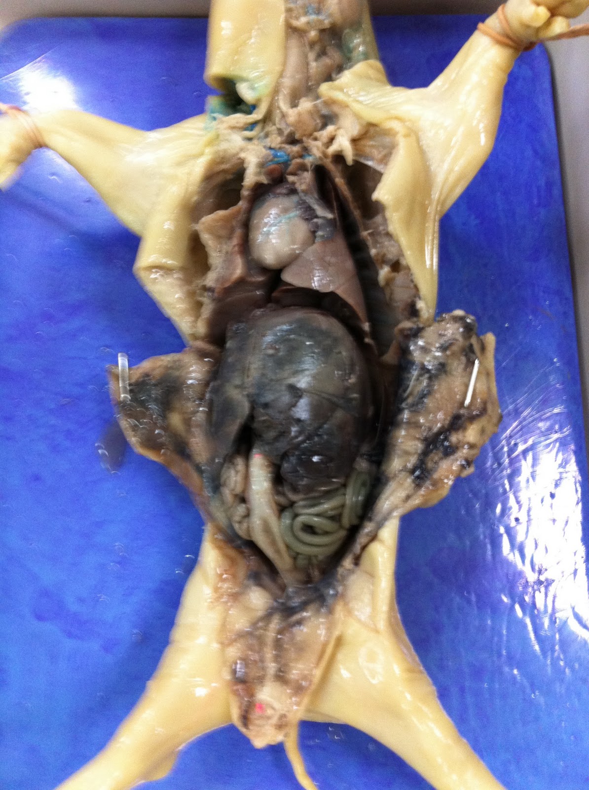 próstata de cerdo fetal