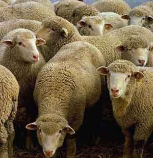 sheep.jpg