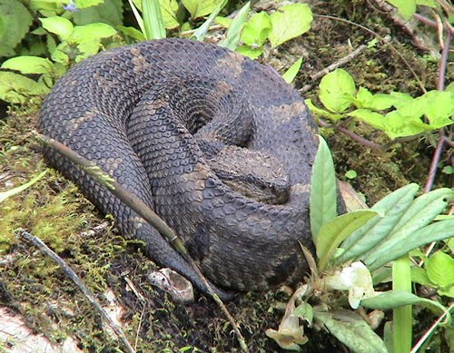 Hadas, Tigres y Lirios Negros TIMBO (Atropoides nummifer)