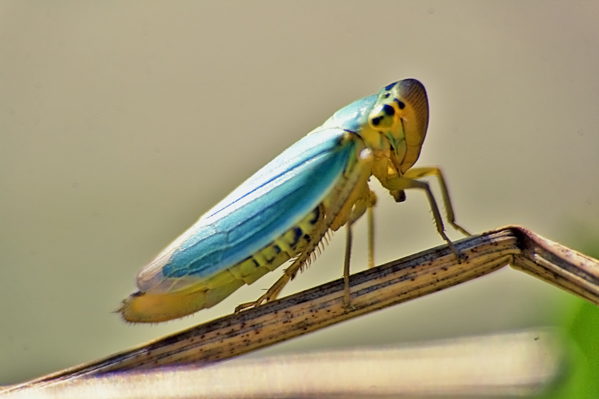 Invertebrados de Huesca: 1/12/10 - 1/01/11