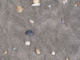 sand and shells