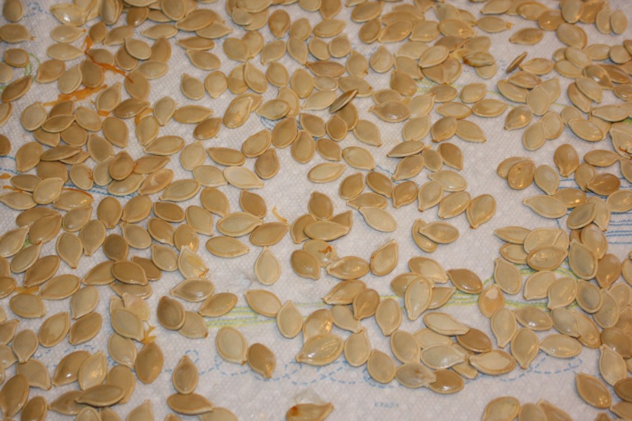 Rah Cha Chow The Great Pumpkin Seed Experiment