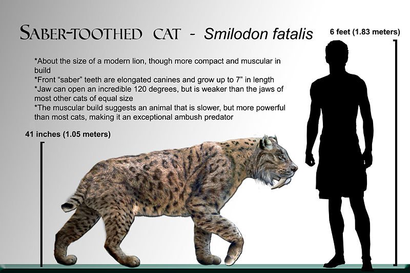 [800px-Smilodon_fatalis_life-restoration_'08.jpg]
