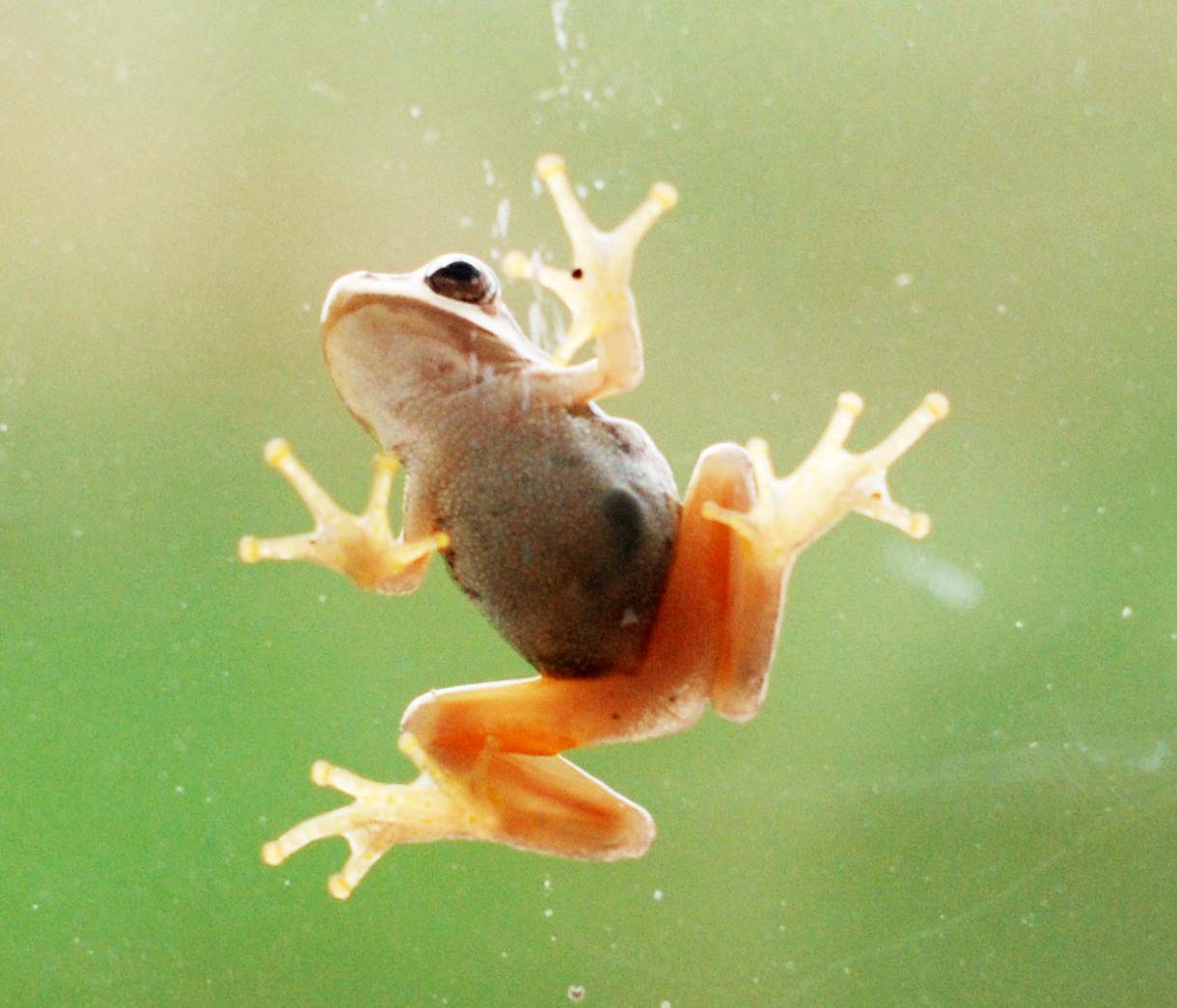 LIFE'S A BEACH A FROG ON THE WINDOW