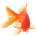 Gold fish