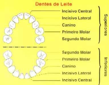 pr-tese-dent-ria-denti-es-existem-duas-denti-o-decidua