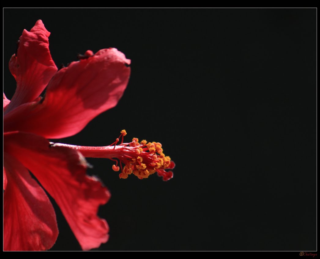 Purepathics™ Hibiscus for High Blood Pressure & Cholesterol