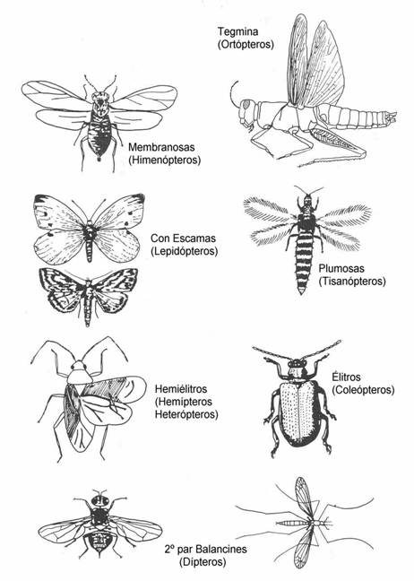 Experiencias de Ciencias Naturales en el Patio: Segunda Entrega de