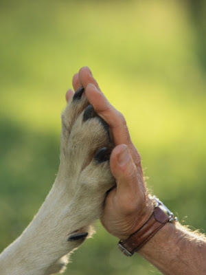 a Gray Wolf, Canis Lupus.