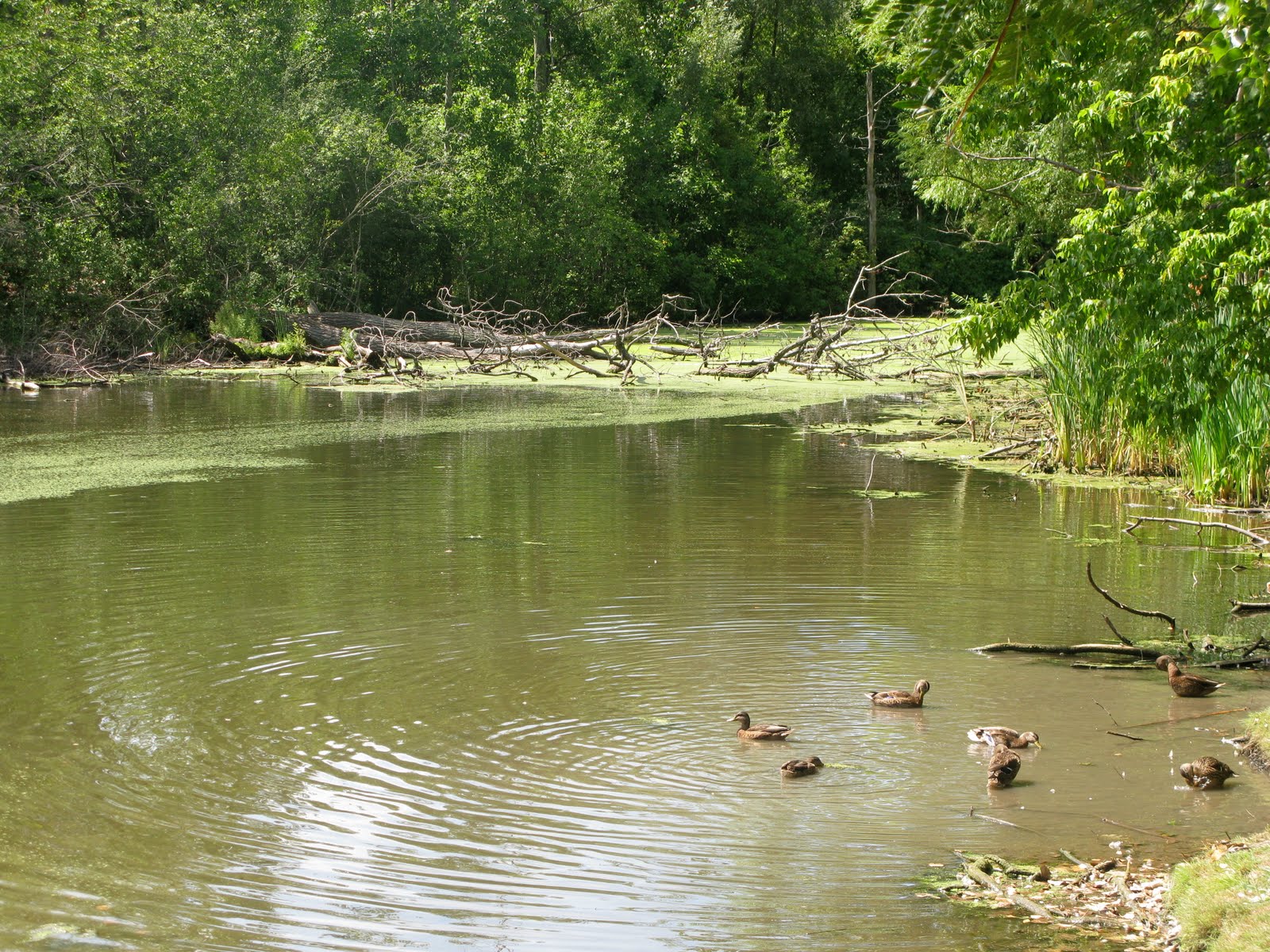 Kid Friendly Albany Buckingham Lake Park