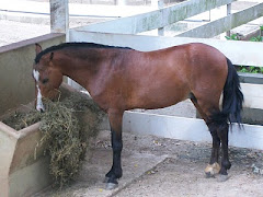 Equídeos ( Equíno)