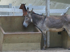 Equídeos (Asinino)