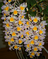 Caloundra Orchid Society