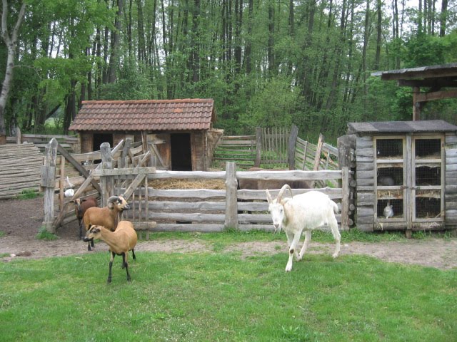 Altes und Neues von Bernd Nowack, Dessau Hundeluft in Anhalt