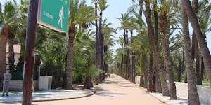 Descubre la Ruta del Palmeral.