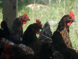 scotia nova journal island settled chickens imaginary quite down