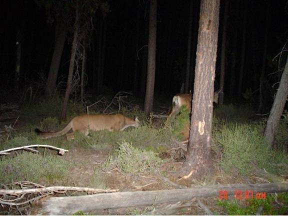 [dead+deer+walking.jpg]