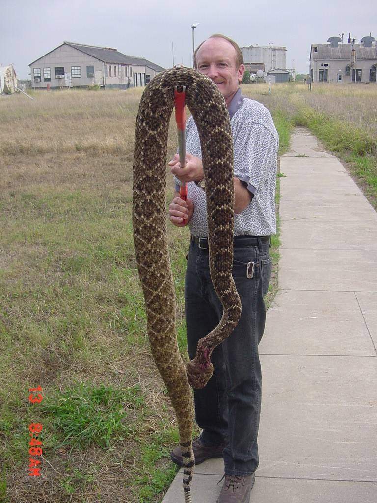 [EdwardsAirForceBaseRattlesnake.JPG]