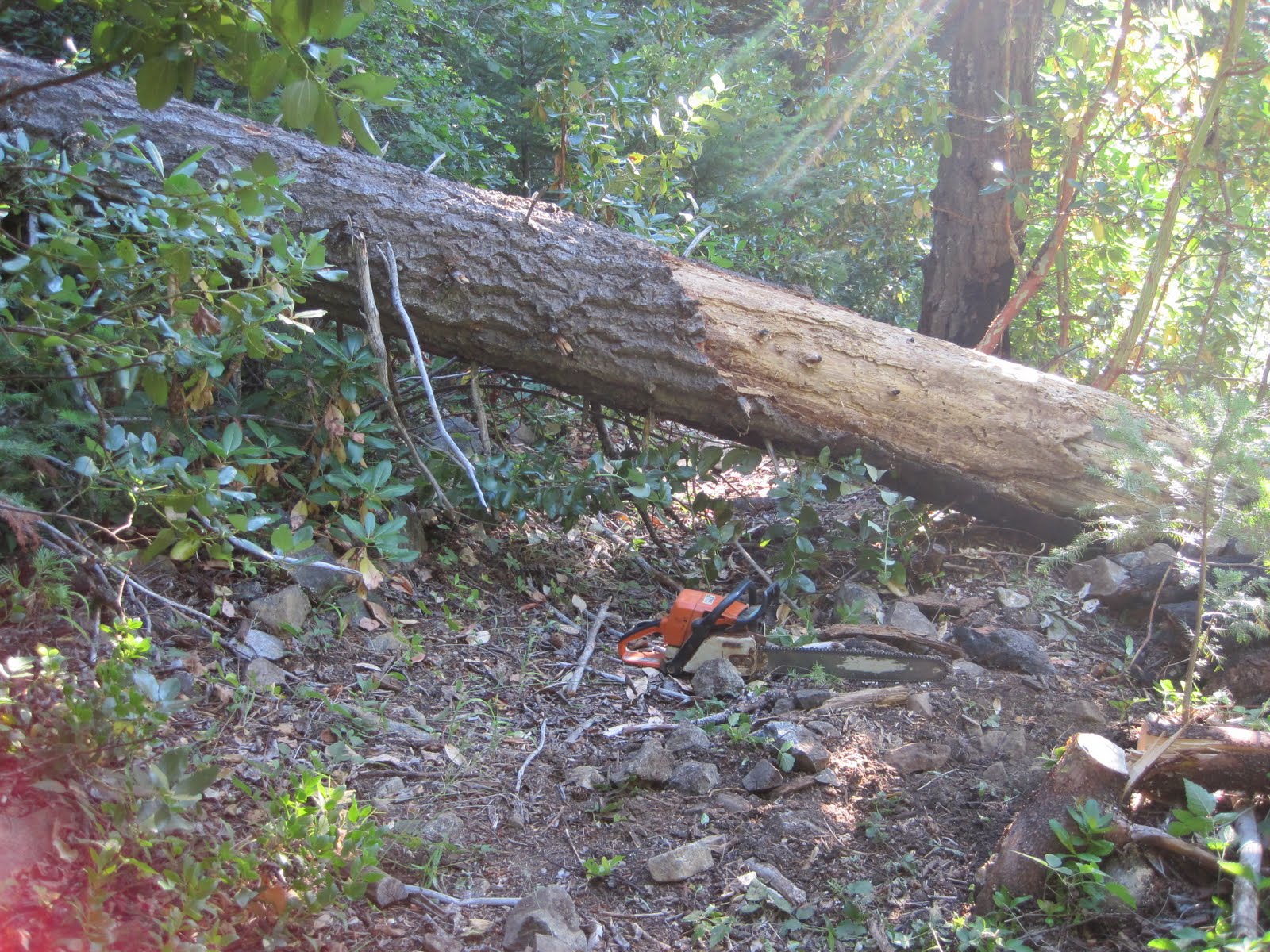 Reinventing the Run: Pine to Palm 100 Mile Endurance Run - Course Beta