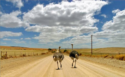 Fotos de Natureza: O mundo em imagens